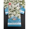 Image 2 : Mr. Fothergill’s Alyssum Alysee Carpet of Snow Flower Seeds lot of 5 Packs