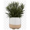 Image 1 : Two Artificial Plants in Ceramic Pots – Bouclair HAC221330