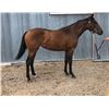 Image 2 : 2024 Runaway Delite