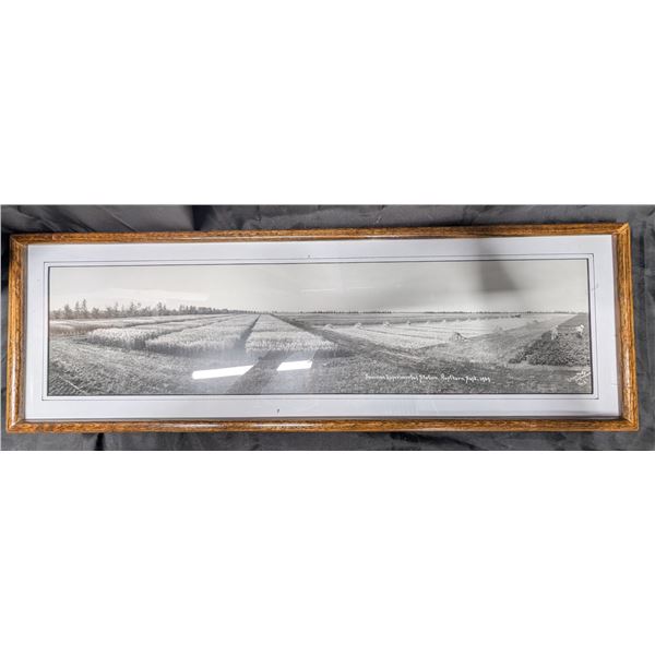 Vintage Dominion Experimental Station, Rosthern, Sask, 1929 (32.5"x10.75")