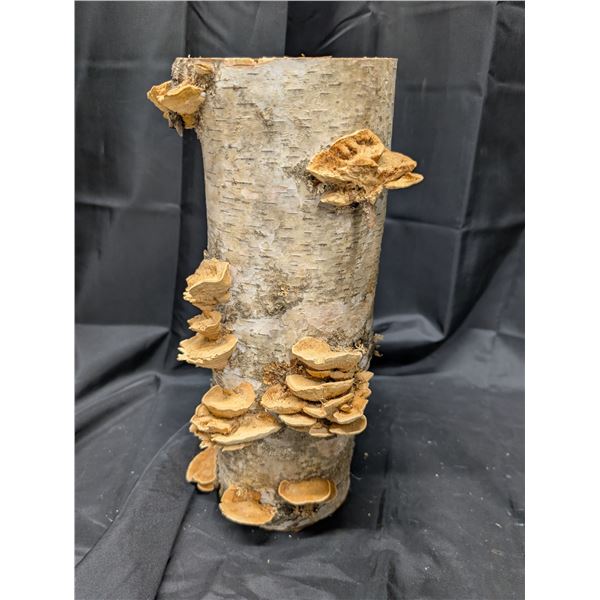 Birch Wood Bark Vase Design