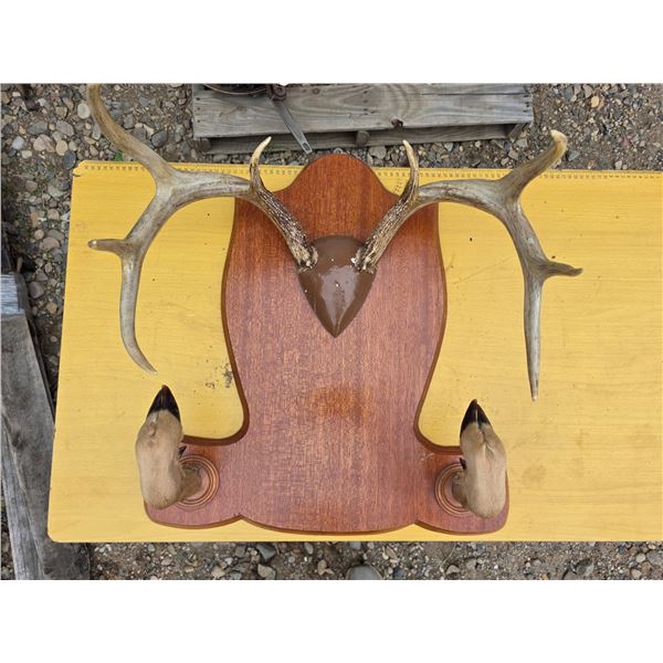 deer antler hat and Coat rack - 24"H