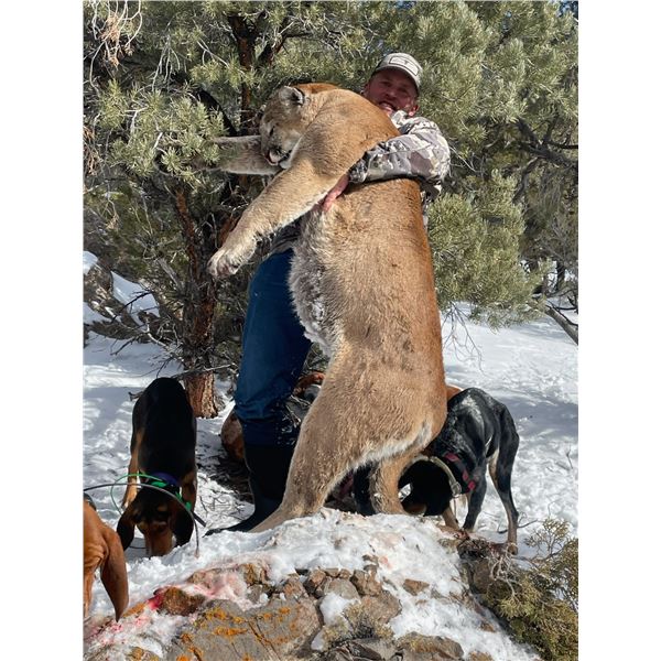 5-Day Nevada Mountain Lion Hunt with Hounds
