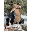 Image 1 : 5-Day Nevada Mountain Lion Hunt with Hounds