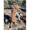 Image 2 : 5-Day Nevada Mountain Lion Hunt with Hounds