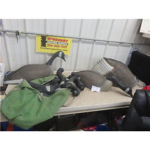 12 Canada Goose Decoys 