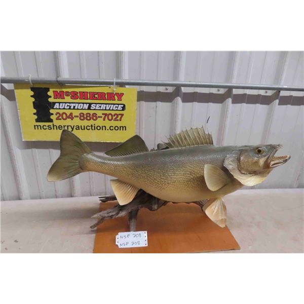 Pickeral Fish Mount 26" Long