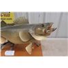 Image 2 : Pickeral Fish Mount 26" Long