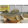 Image 3 : Pickeral Fish Mount 26" Long