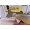 Image 4 : Pickeral Fish Mount 26" Long