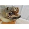 Image 5 : Pickeral Fish Mount 26" Long