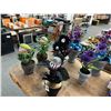 Image 2 : 8-Halloween Potted Plants - 8 X $