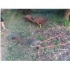 Image 1 : Wheel Hoe  