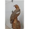 Image 10 : Wood Carving - Weathered Eagles 57" 