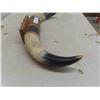 Image 2 : Bull Horn 21'' Spread 