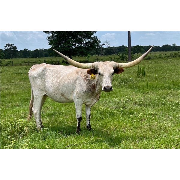 Dalgood’s Miss Belinda