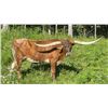 Image 1 : MISS POCO CDC