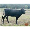Image 1 : 4C BLACK TIED BEAUTY