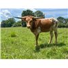 Image 1 : KCCI CINNAMON