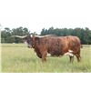 Image 1 : STOCKTONS FANDANA