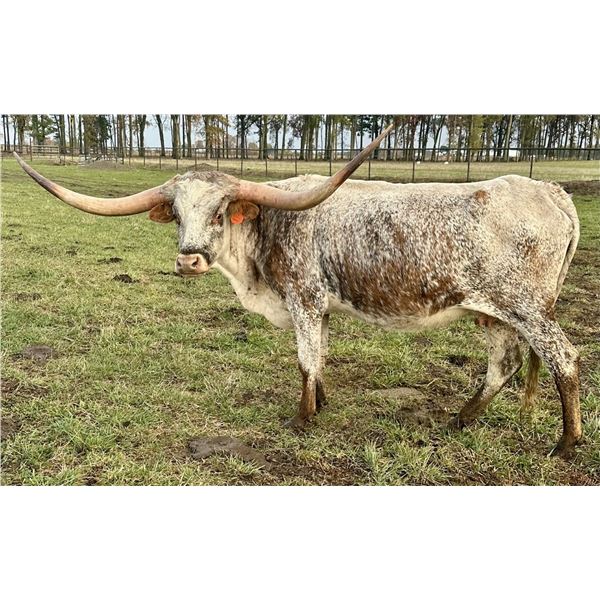 RUSTIC RENN