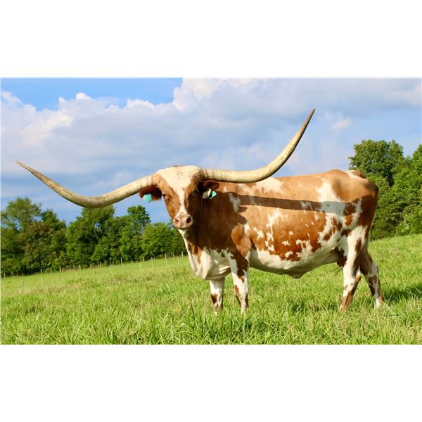 RUSTIC PATTY