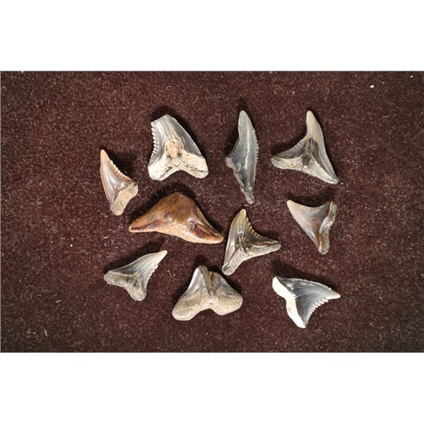 10-ASSORTED ANCIENT SHARKS TEETH