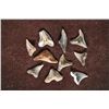 Image 1 : 10-ASSORTED ANCIENT SHARKS TEETH