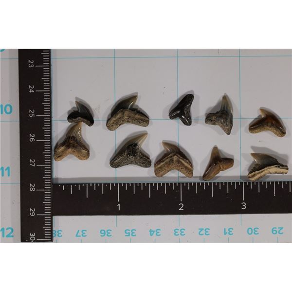 10-ASSORTED VERY OLD SHARKS TEETH (MILLIONS OF