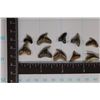 10-ASSORTED VERY OLD SHARKS TEETH (MILLIONS OF
