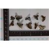 Image 2 : 10-ASSORTED VERY OLD SHARKS TEETH (MILLIONS OF