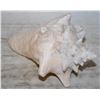 Image 1 : CONCH SEA SHELL