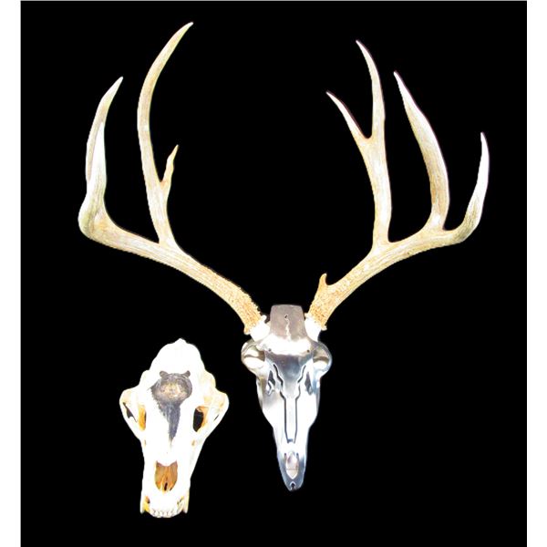 Painted Bear Skull- 11" X 6"- Mule Deer Antlers With Metal Covering- 20.5"W- Signed UB Mason
