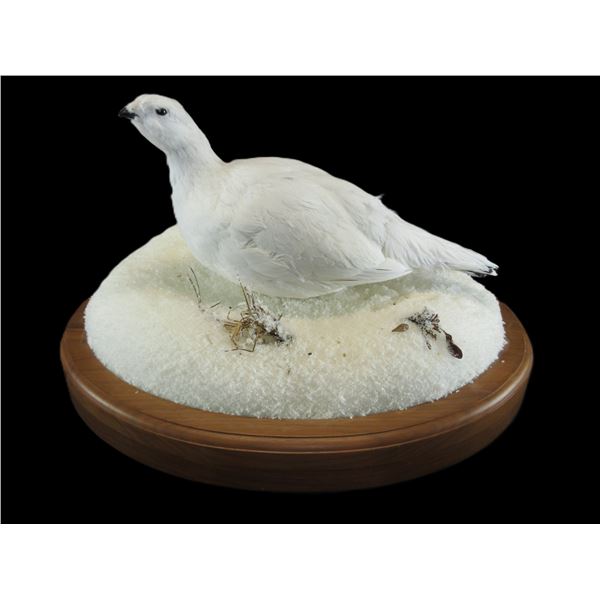 Full Mount Alaskan Ptarmigan- 11" X 18" X 13"
