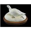 Image 1 : Full Mount Alaskan Ptarmigan- 11" X 18" X 13"