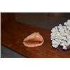 Image 4 : COLLECTION OF CORAL & SHELLS W/STAND (4 PCS)