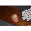 Image 5 : COLLECTION OF CORAL & SHELLS W/STAND (4 PCS)