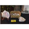 Image 1 : COLLECTION OF SHELLS (DOES NOT INCLUDE BASKET)
