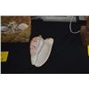 Image 3 : COLLECTION OF SHELLS (DOES NOT INCLUDE BASKET)