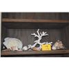 Image 1 : COLLECTION OF CORAL & SHELLS (11 PCS)