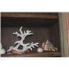 Image 2 : COLLECTION OF CORAL & SHELLS (11 PCS)