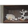 Image 3 : COLLECTION OF CORAL & SHELLS (11 PCS)