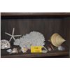 Image 1 : COLLECTION OF CORAL & SHELLS (15 PCS)