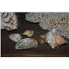 Image 5 : COLLECTION OF CORAL & SHELLS (15 PCS)