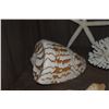 Image 6 : COLLECTION OF CORAL & SHELLS (15 PCS)