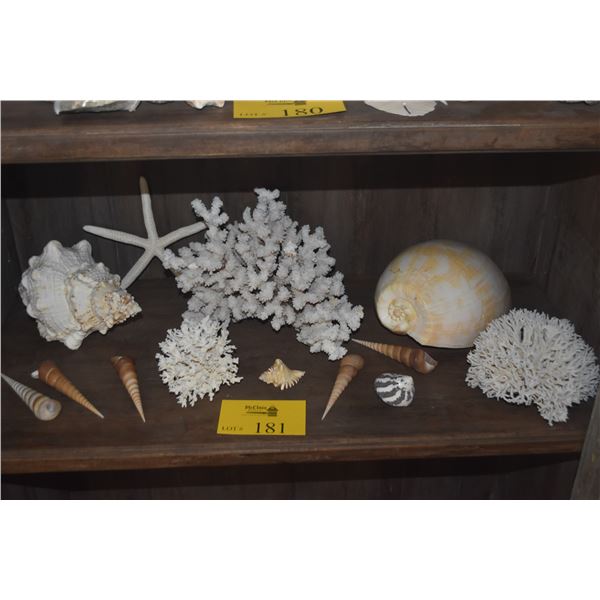 COLLECTION OF CORAL & SHELLS (13 PCS)