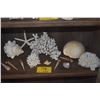 Image 1 : COLLECTION OF CORAL & SHELLS (13 PCS)