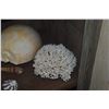 Image 2 : COLLECTION OF CORAL & SHELLS (13 PCS)