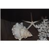 Image 6 : COLLECTION OF CORAL & SHELLS (13 PCS)