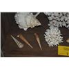 Image 7 : COLLECTION OF CORAL & SHELLS (13 PCS)